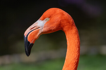Der Kopf eines Flamingos im Profil. Deutlich zu erkennen der Schnabel mit seinen Zähnen.