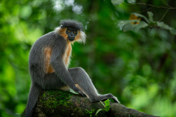 An adult male capped langur rests atop a large mossy tree trunk during monsoon season at Manas National Park, Assam, India