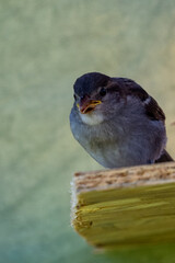 moineau des villes