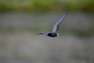 Black tern // Trauerseeschwalbe  (Chlidonias niger)