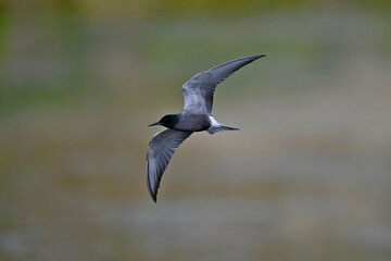 Trauerseeschwalbe // Black tern (Chlidonias niger)