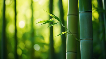 Green Bamboo Forest with Sunlight.