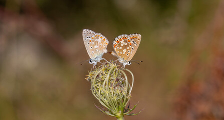 Polyommatus bellargus, tiny double butterfly on grass