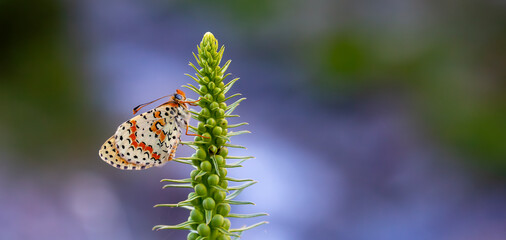 Red butterfly on plant, Caucasian Spotted Fritillary, Melitaea Interrupa
