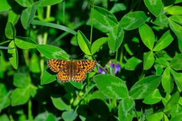 green background and red butterfly, Pearl-bordered Fritillar, Boloria euphrosyne