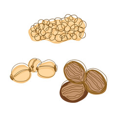 Nutmeg Pecan Coriander Seeds Spice Condiment in Line Art Style