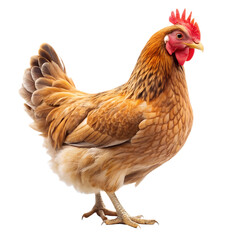 Fototapeta premium chicken isolated on white png