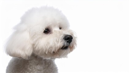 Obraz premium ビションフリーゼのポートレート（Bichon Frise portrait on white background） 
