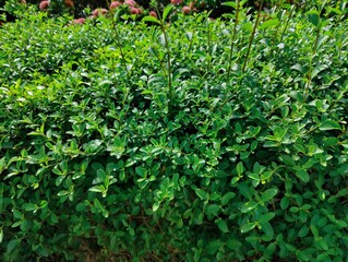 beautiful botanical shot, natural wallpaper