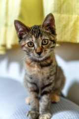 我が家のトラ猫
