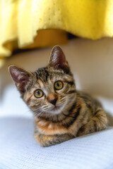 我が家のトラ猫
