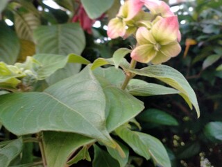 beautiful botanical shot, natural wallpaper