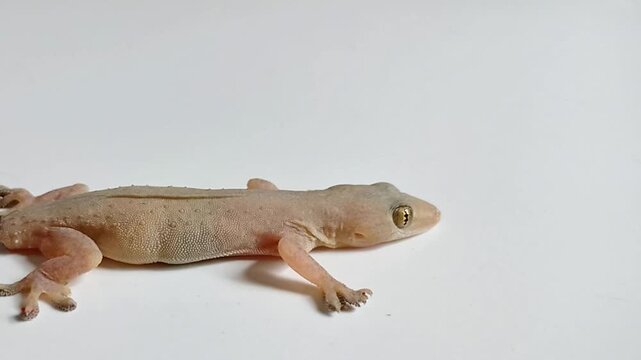 Side view close up of a house lizard on white background breathing and moving its fingers for a while. Macro video.