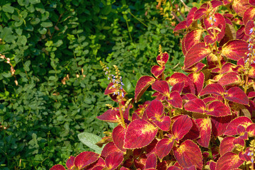 Landscaping. Red ornamental plant Coleus of the Lamiaceae family in sunny beam
