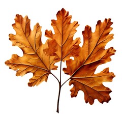 Fototapeta premium maple leaf isolated on white