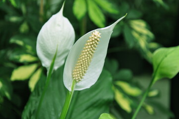 Beautiful white sails and green leaves