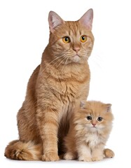 Obraz premium orange cat and a small orange cat, isolated on white cutout background.