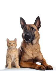 German Shepherd and Little orange Cat: Companions on White Background