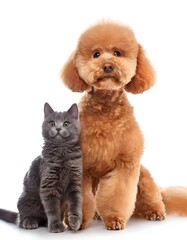 Brown Poodle and Small Gray Cat Companions on White Background