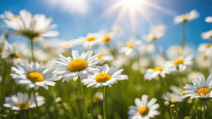 Fototapeta premium Close-up of white daisies blooming in a field, sun shining through the flowers.