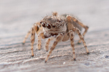 Macro Close-Up of a Jumping Spider in Natural Habitat