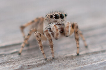 Macro Close-Up of a Jumping Spider in Natural Habitat