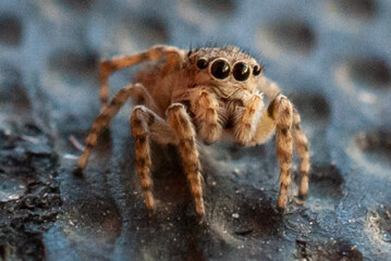 Macro Close-Up of a Jumping Spider in Natural Habitat
