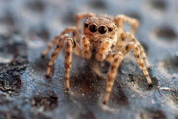 Macro Close-Up of a Jumping Spider in Natural Habitat
