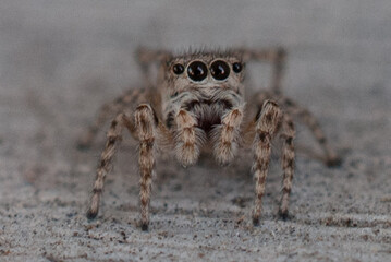 Macro Close-Up of a Jumping Spider in Natural Habitat