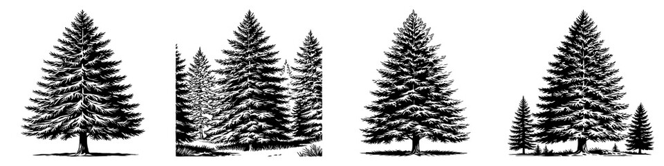 Naklejka premium Conifer . Black and white botanical illustration. Logo design for use in graphics.
