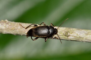 Comb-Clawed beetle Lobopoda socia insect nature Springtime pest control.