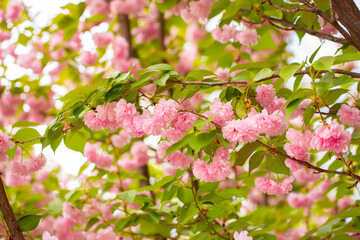 Sakura. Cherry blossom, branches with flowers sway in the wind. Pink flowers of the sakura tree. Spring landscape with flowering trees. Beautiful nature on a sunny day.