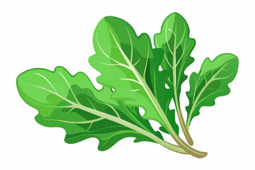 Bunch of Fresh Green Arugula Leaves
