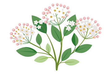Fototapeta premium A Branch of White Flowers with Pink Buds and Green Leaves