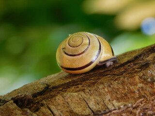 snail on a leaf
