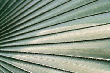 close up of green palm leaf