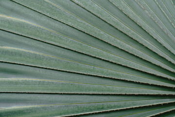 close up of green palm leaf