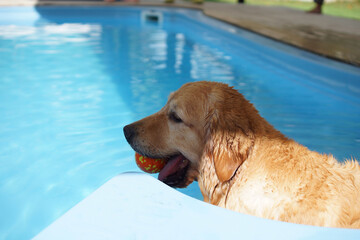 Golden Retriever swimming with a ball in a swimming pool