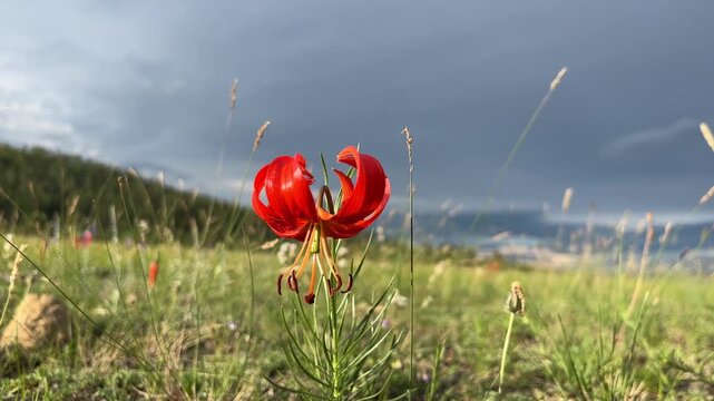 Lilium pumilum Delile Rare Lily Flower Growing near Lake Baikal and Mongolia