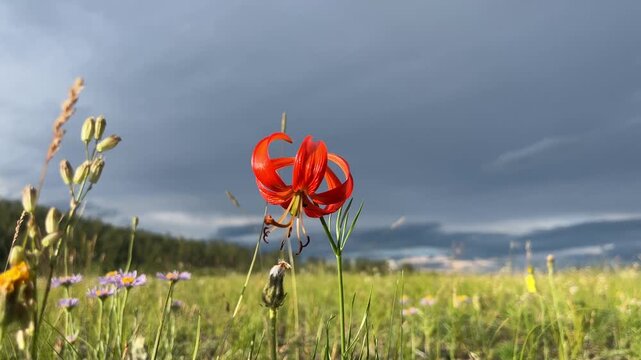 Lilium pumilum Delile Rare Lily Flower Growing near Lake Baikal and Mongolia