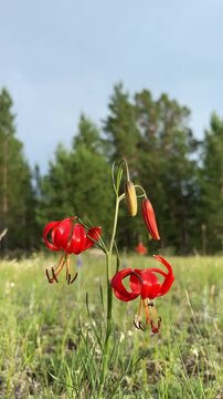 Lilium pumilum Delile Rare Lily Flower Growing near Lake Baikal and Mongolia