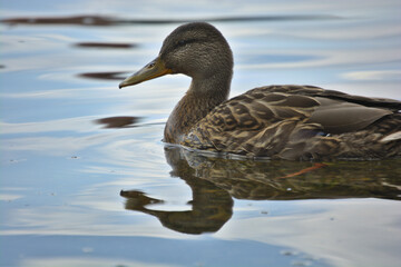 Close-Up of Duck in Coniston Lake with Water Reflections - Lake District