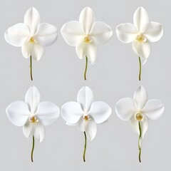 Obraz premium white frangipani flowers
