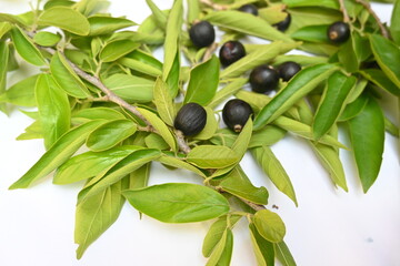 Alangium salvifolium or sage leaved alangium tree fruit. It is is a flowering plant in the Cornaceae family. wildfruit on white background. 