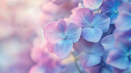 Close-up of Soft Blue and Pink Hydrangea Petals