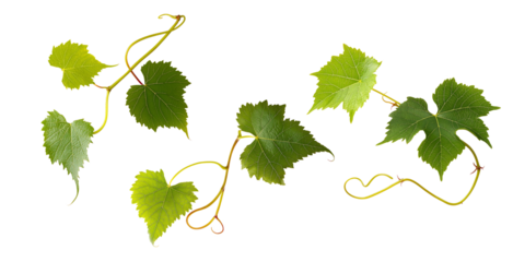 Grape leaves isolated on white .