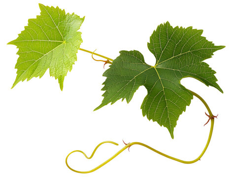 Grape leaves isolated on white .