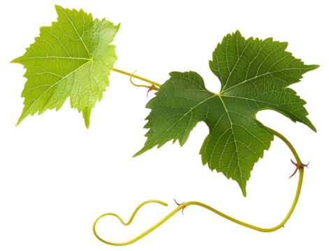 Grape leaves isolated on white .