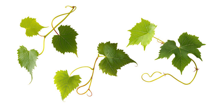 Grape leaves isolated on white .