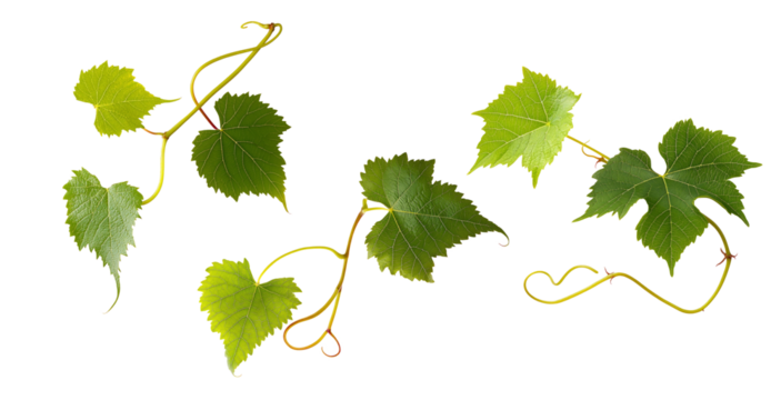 Grape leaves isolated on white .